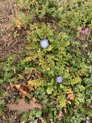 Nemophila phacelioides