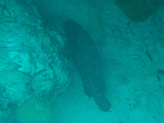 Epinephelus lanceolatus