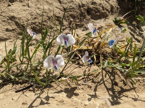Lathyrus sativus, photograph 6
