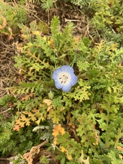 Nemophila phacelioides