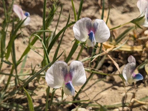 Lathyrus sativus, photograph 5