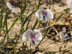Lathyrus sativus, photograph (c) Marios Thoma, some rights reserved (CC BY)