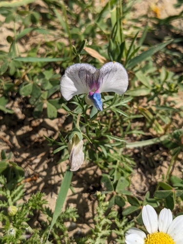 Indian pea (Lathyrus sativus)