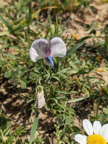 Lathyrus sativus, photograph 3