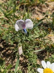Lathyrus sativus, photograph (c) Marios Thoma, some rights reserved (CC BY)