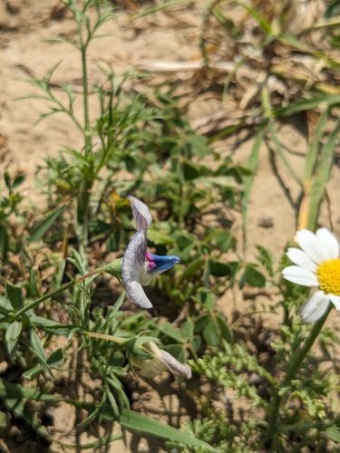 Lathyrus sativus, photograph 4