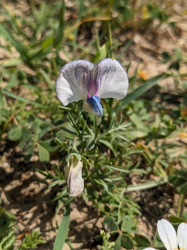 Lathyrus sativus, photograph 2