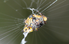 Gasteracantha cancriformis