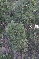 Ptaeroxylon obliquum