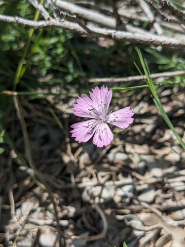 wild pink (Dianthus strictus)