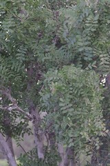 Ptaeroxylon obliquum