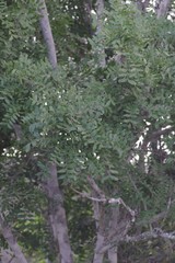 Ptaeroxylon obliquum