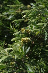 Combretum caffrum