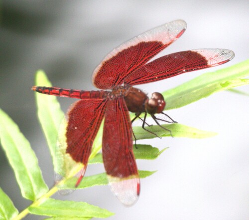 Neurothemis ramburii