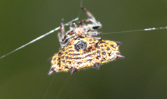 Gasteracantha cancriformis