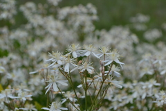 Clematis lathyrifolia