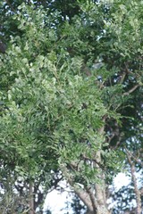 Ptaeroxylon obliquum