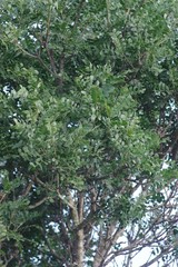 Ptaeroxylon obliquum