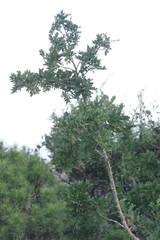 Zanthoxylum capense