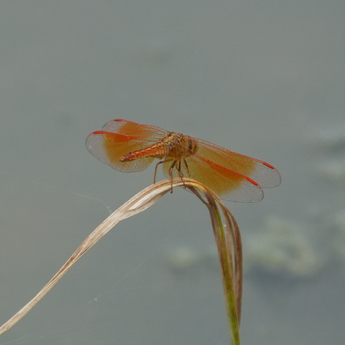 Brachythemis contaminata