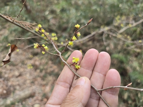 Lindera praecox, photograph 5