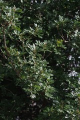 Hippobromus pauciflorus