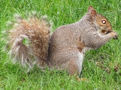 Sciurus carolinensis