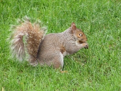 Sciurus carolinensis