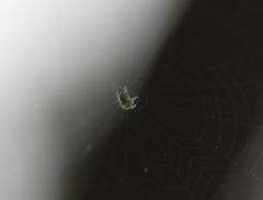 Araneae