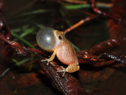 Spring Peeper photographed in Delaware