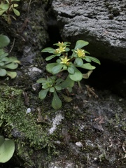 Sedum formosanum