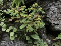 Sedum formosanum