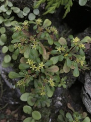 Sedum formosanum