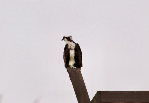 iNaturalist observation photo of Osprey