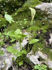 Arum hygrophilum