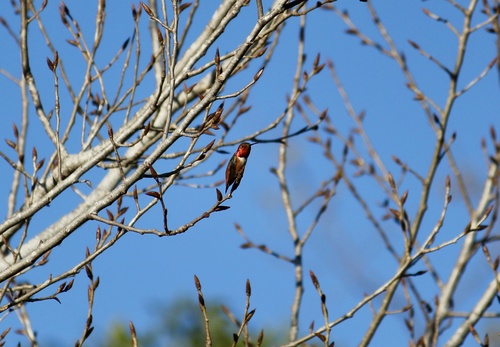 iNaturalist observation photo of Allen's Hummingbird