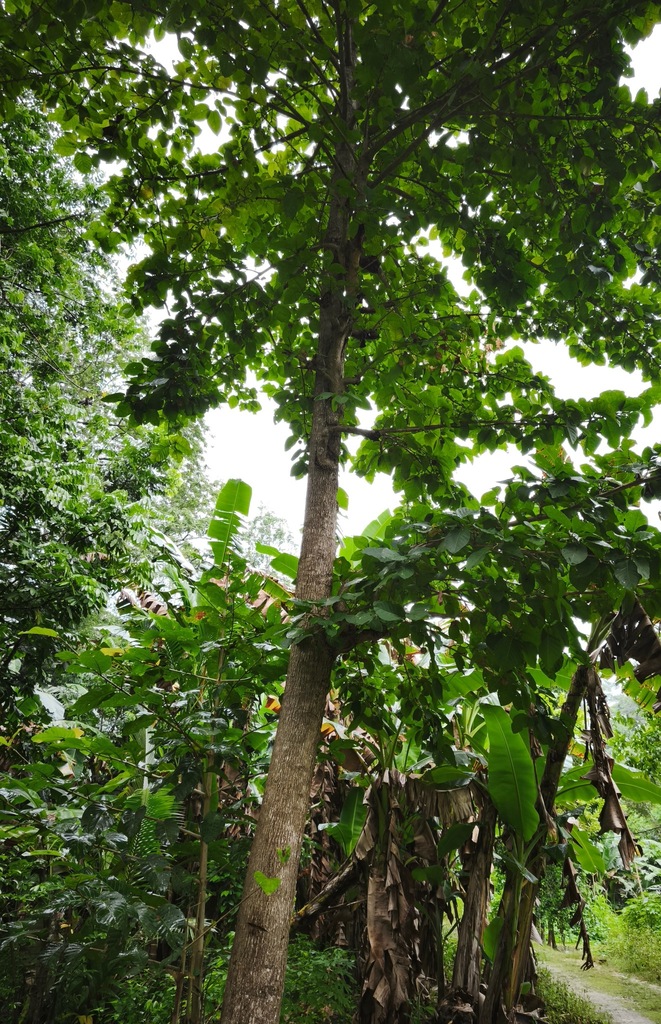 Cape York leichardt (Nauclea orientalis)