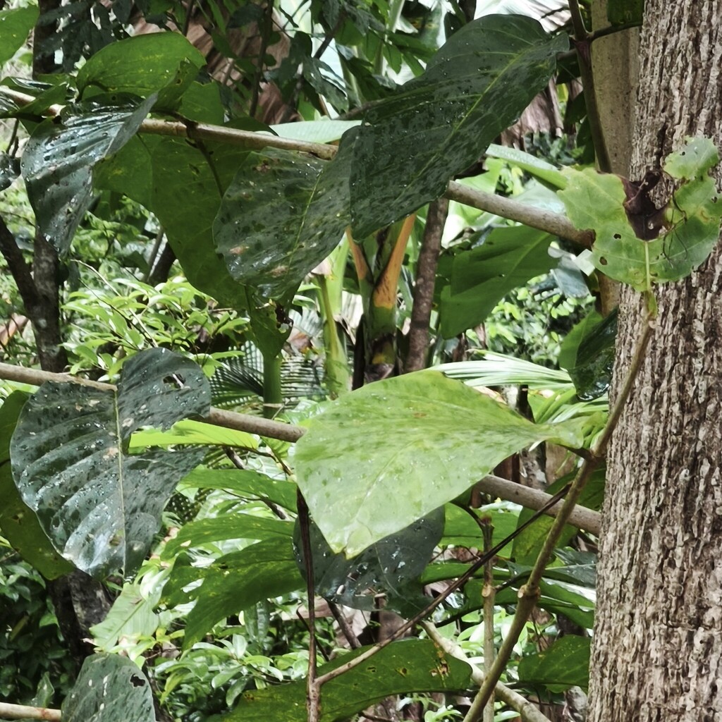 Gempol (Nauclea orientalis)