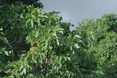 Cordia caffra