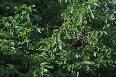 Cordia caffra