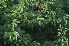 Cordia caffra