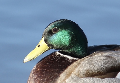 iNaturalist observation photo of Mallard