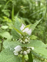 Lamium moschatum