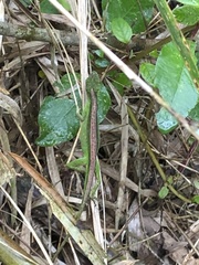 Anolis gemmosus