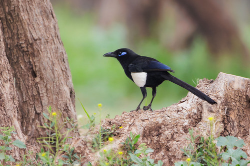 Urraca magrebí (Pica mauritanica)