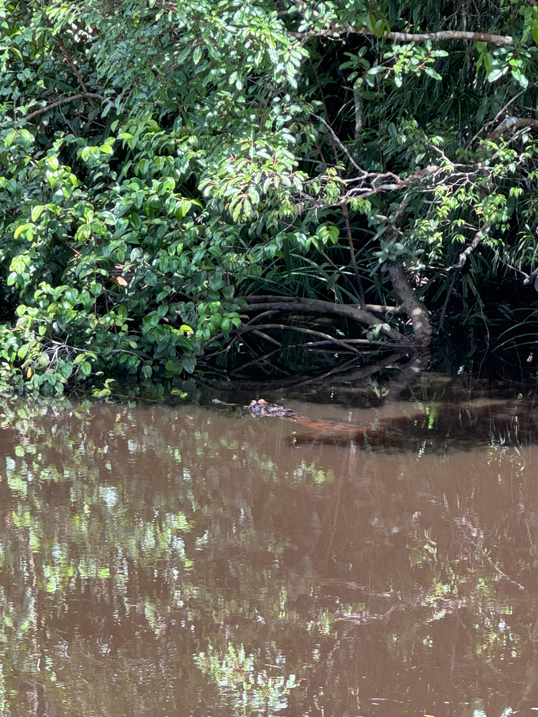Buaya sapit (Tomistoma schlegelii)