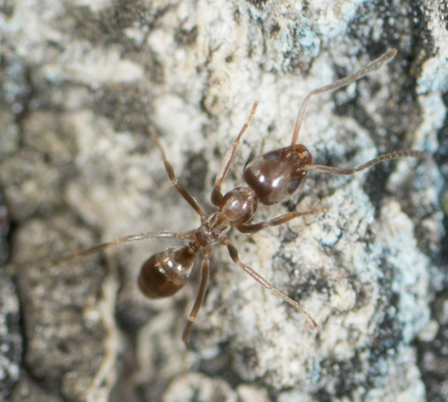 Argentine ant