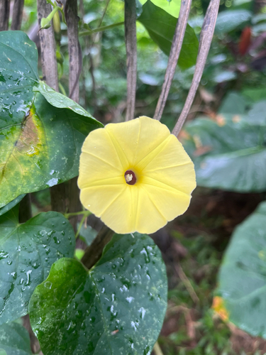 Ipomoea ochracea observed 2026-03-17