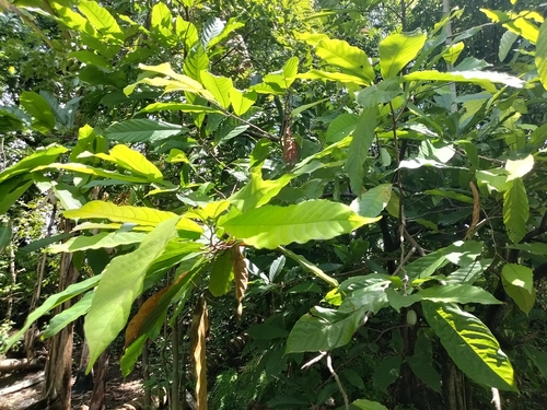 Theobroma cacao
