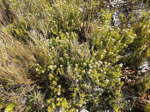 Image of Metalasia pulchella by (c) Caroline Voget, some rights reserved (CC BY)